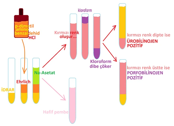 Ürobilinojen Nedir? İdrar Tahlili Sonuçları Yorumlama